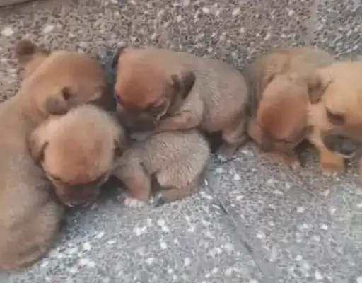 You're a stray dog, you're a mother, you're in trouble