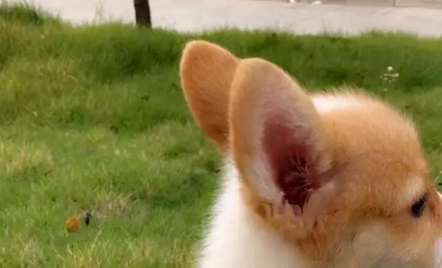 One of the pet family's little Corky's been playing with cats ever since he was a kid