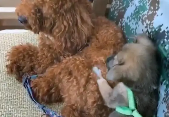The little dog was left on the street, left to die