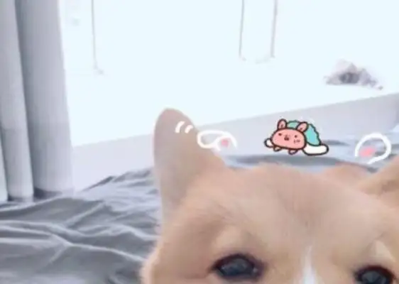 One of the pet family's little Corky's been playing with cats ever since he was a kid