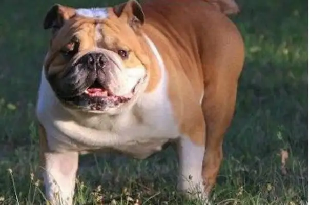 A bulldog becomes a madman, he stares at the beauty of the road, and when he finds out he's got a ghost face