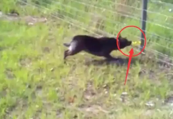 When the dog gets powered, it's on the grid