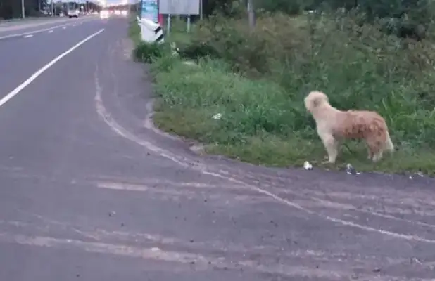 The dog's gone, the intersection is waiting for the owner for four years, and when we meet again, it doesn't go with the owner