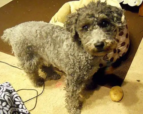A service dog who's cheering for the depressed owner is very sweet