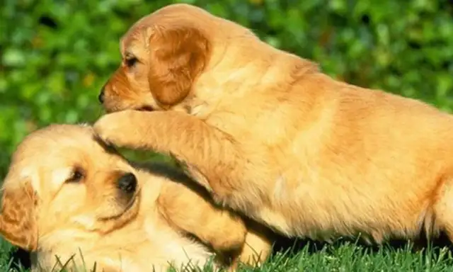 Let's do the dog code first