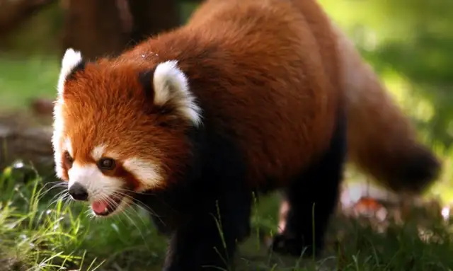 The French Senate passed the Animal Abuse Act, which prohibits the sale of cats and dogs in pet shops since 2024