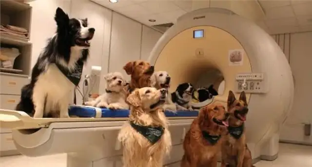 How does a dog recognize a half-hearted compliment