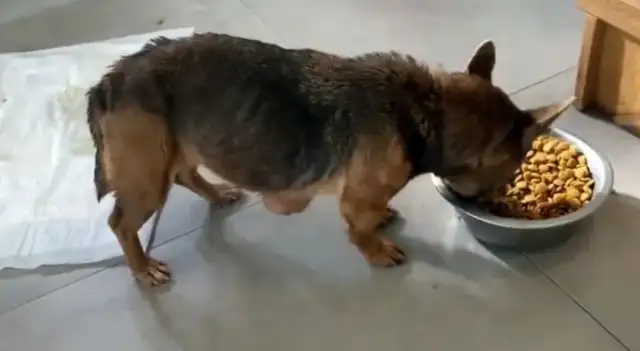 The 15-year-old dog had a tumor, and the owner didn't like it. Eat