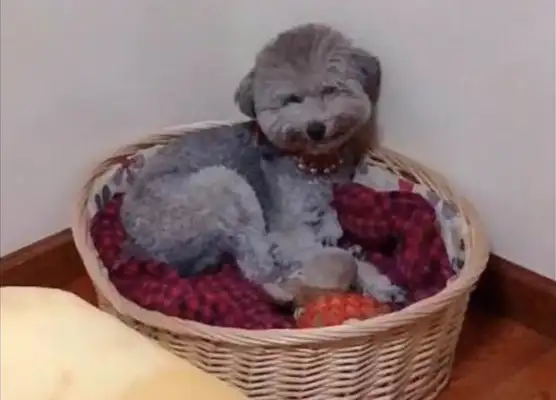 The Internet gave the VIP dog a tomato, and he was in the nest laughing