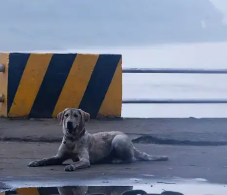 "True Dog Street": The dog was chosen for a while and followed the master. Fan