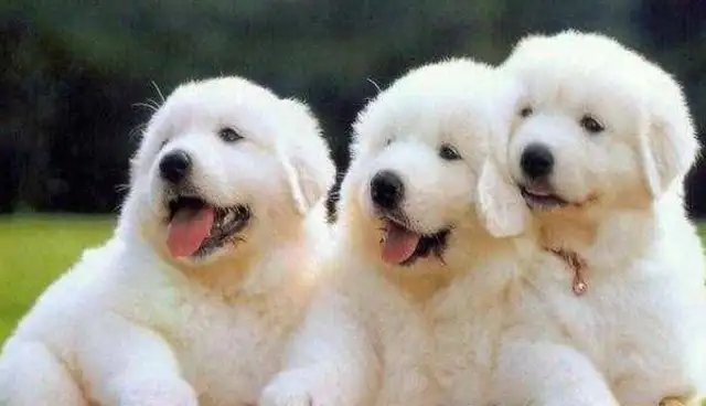Let's do the dog code first