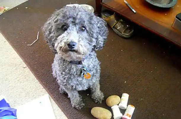 A service dog who's cheering for the depressed owner is very sweet