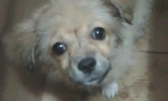 The stray dog went down in silence after the passers-by, and was told that the dog was happy to be taken in