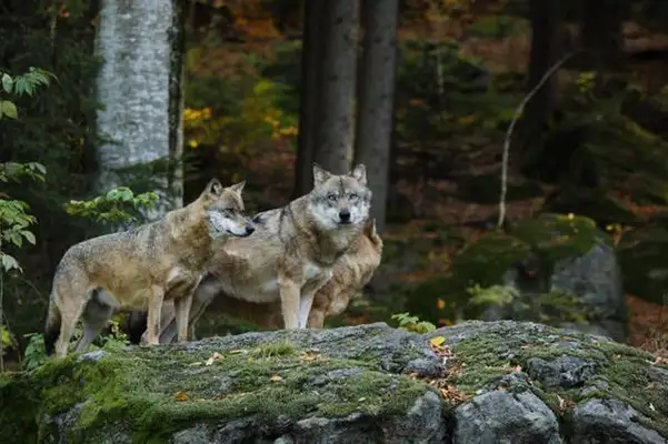Three wolves appeared in the Black Dragon River, surrounded the dog without finding a prey, and were stoned