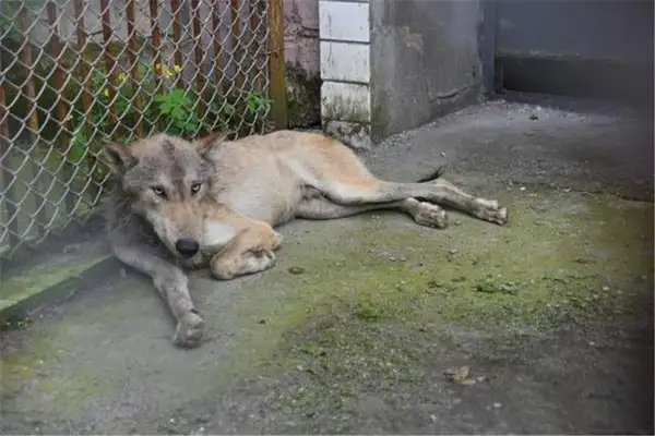 Three wolves appeared in the Black Dragon River, surrounded the dog without finding a prey, and were stoned
