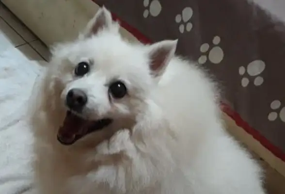 The adopted silver fox barked early in the morning and woke the master, and she was scared: Thank you for saving my life