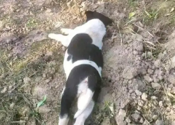 It was nice to bury the body of a stray dog