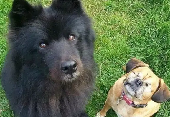 When the dog's eyes are blind, the partner actively becomes his guide dog