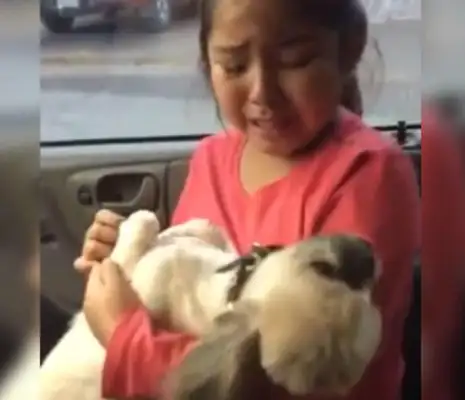 The little girl wept with the perfect dog: it was bald and it really looked like a pig