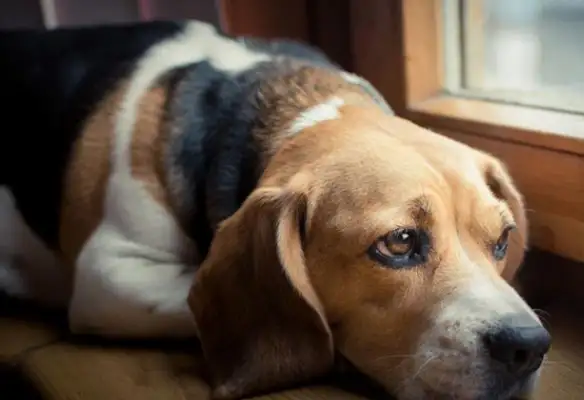 Fake news: Can't a dog breathe well is a lung problem? It's more important to have symptoms