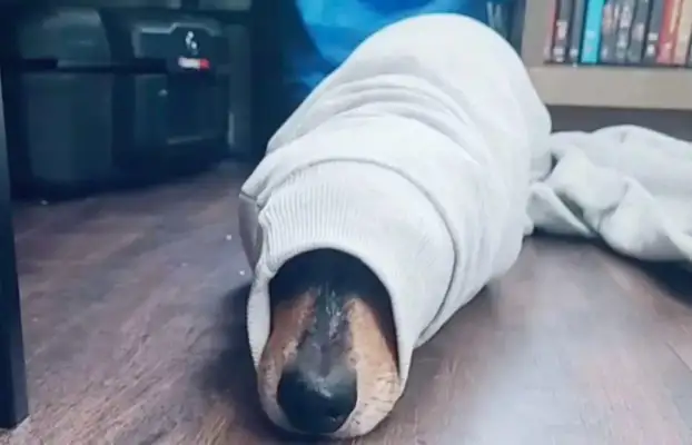 This dog likes to drill in his sweater sleeves and get him out