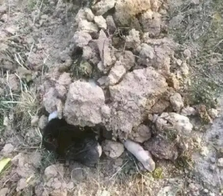 It was nice to bury the body of a stray dog