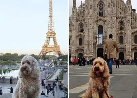 The owner of the dog travels with a pet dog around the world