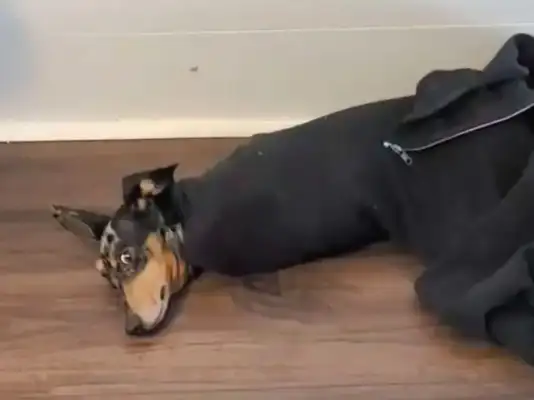 This dog likes to drill in his sweater sleeves and get him out