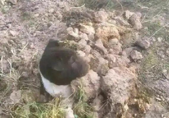 It was nice to bury the body of a stray dog