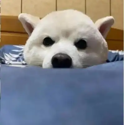 I saw the dog hiding in the bedroom in the middle of the night, calling him a fool. Gas