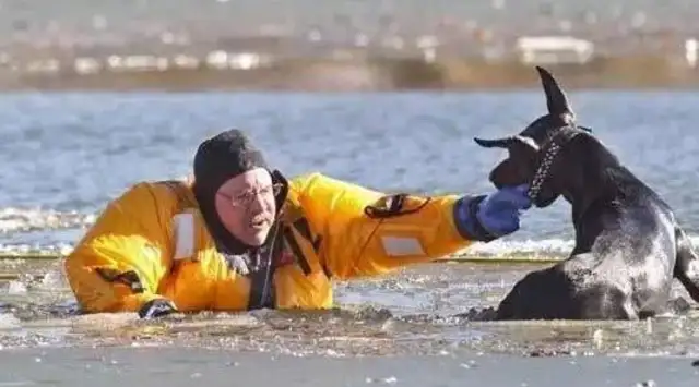 Firefighters fire the dogs, and the dogs act like they're tearing people apart