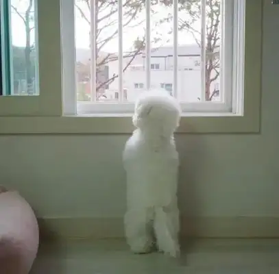I saw the dog hiding in the bedroom in the middle of the night, calling him a fool. Gas