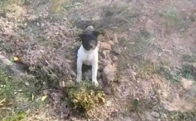 It was nice to bury the body of a stray dog
