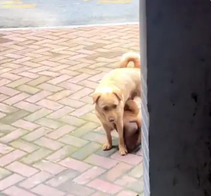 I found a baby dog, and his mother came to the house three times, but he didn't come here to have kids