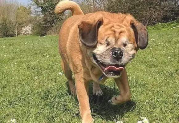 When the dog's eyes are blind, the partner actively becomes his guide dog