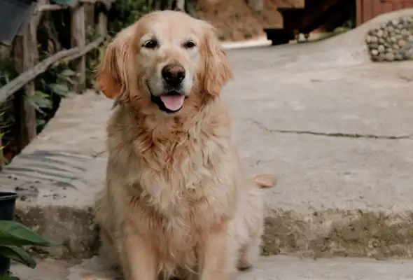 A settlement was reached between the two parties in the case of the golden plowing of the girl: a compensation agreement was reached and the dog was in therapy