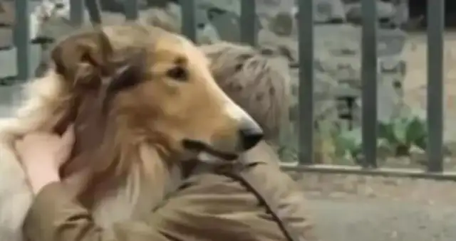 The dog was sold by the master to see the little master better and fled from the cage!