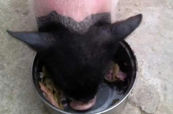 Dreaming of a pig's head getting bigger, and a pig being a pet. Eat