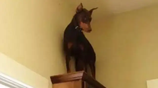 All dogs and Hastych are infected, not even the dogs