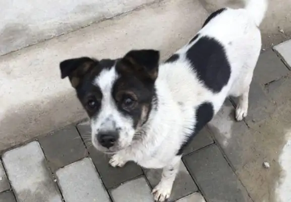 It's chilling for a girl to give away the stray dog she picked up two days later