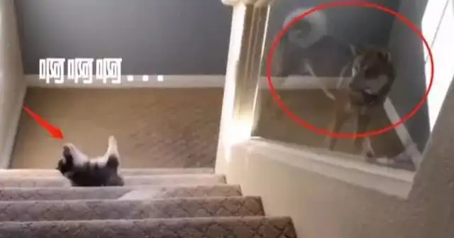 Little Hasty, get down the stairs and your mother will see you in a cold face