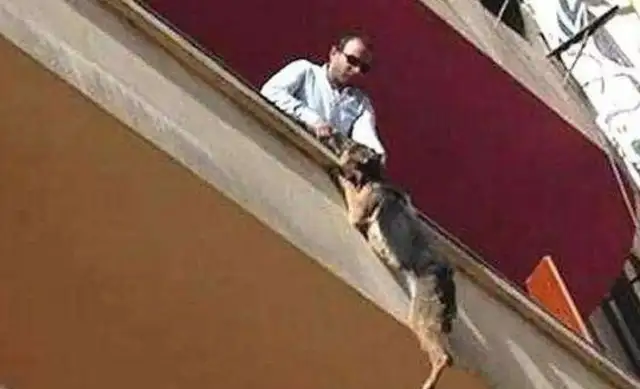 Damn masters abuse dogs. Down