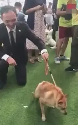 Dwarves have no neck, they're at the pet show, they're on the spot