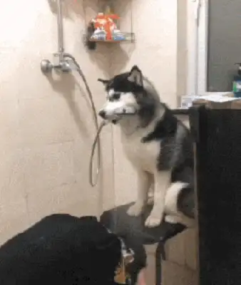 Other people's dogs always belong to others