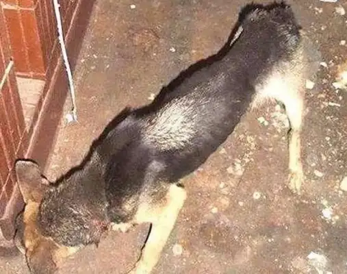 Damn masters abuse dogs. Down
