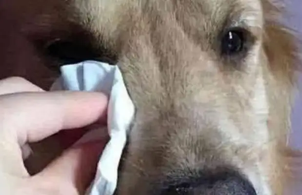 Blondie dogs in the living room can't stop crying. I cried after knowing why