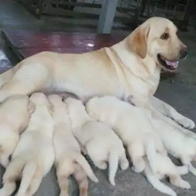 The dog had a bunch of babies. The Labrador master was so happy