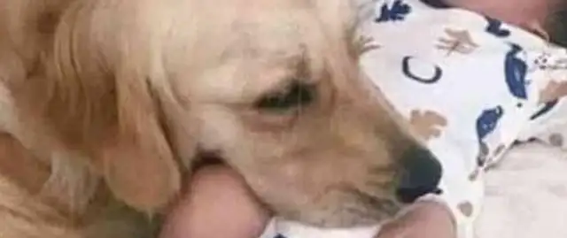 Blondie dogs in the living room can't stop crying. I cried after knowing why