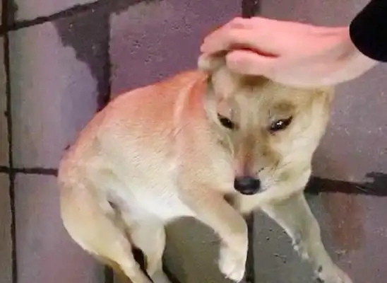 The little stray dog on the side of the road, rocking her tail, dog: You smell like a master