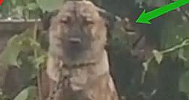 Liaoningburn Creek: A dog is on the Internet, flying in the rain